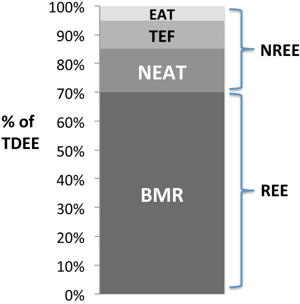 Break down of TDEE from Research Gate